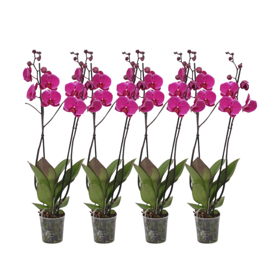 Set von 4 – Phalaenopsis Joyride – 3-triebige Orchidee – 60 cm – Ø12cm