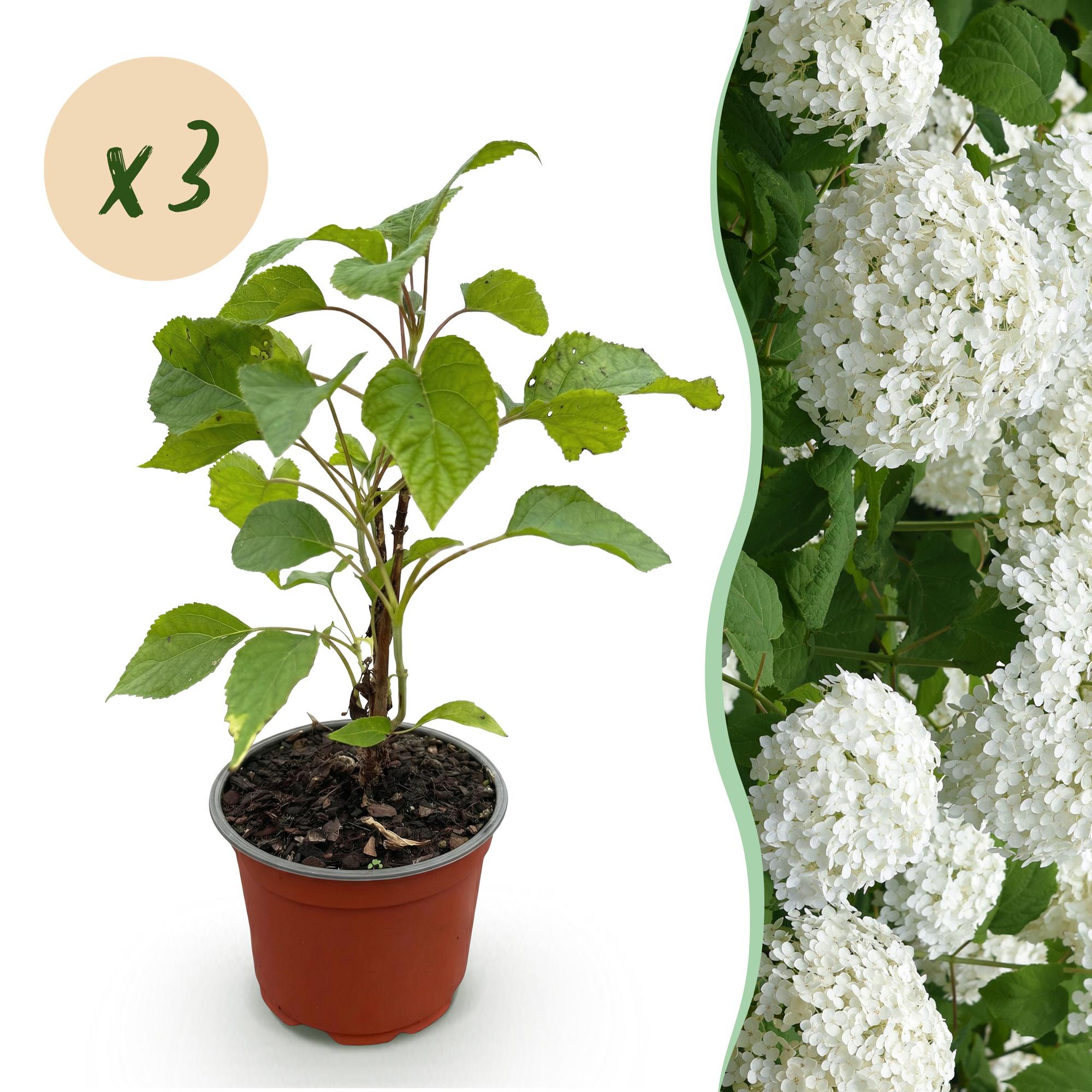 Hydrangea arborescens Annabelle, Bauernhortensie, Winterhart, Weiß, 3 Pflanzen, Topf 12 cm, 20-30 cm