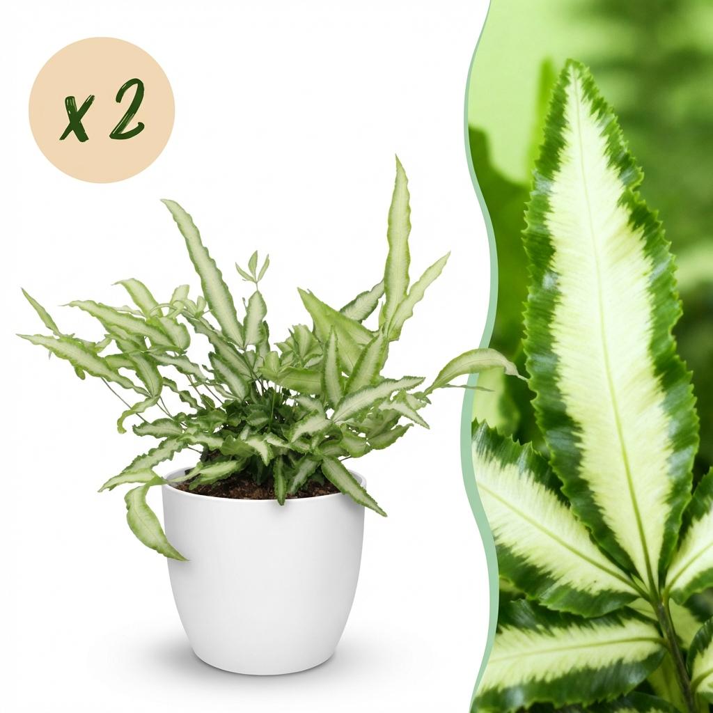Green boutiQ, Zimmerpflanze, Pteris cretica Albolineata, Schwertfarn, Haustierfreundliche Pflanze, Grün, Topf 12cm, Höhe 20cm