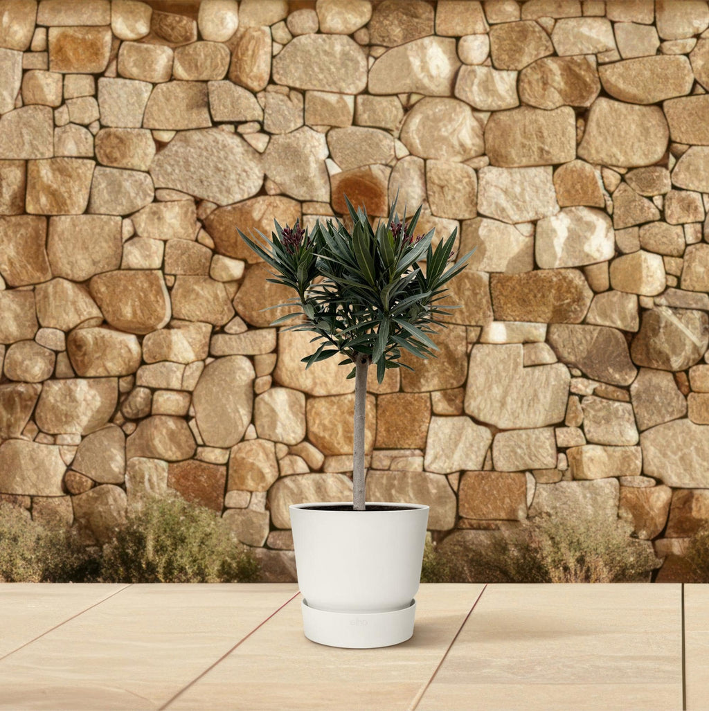 Nerium oleander auf Stamm mit rosa Blüte – 90 cm – Ø22 - Botanic-Vibes