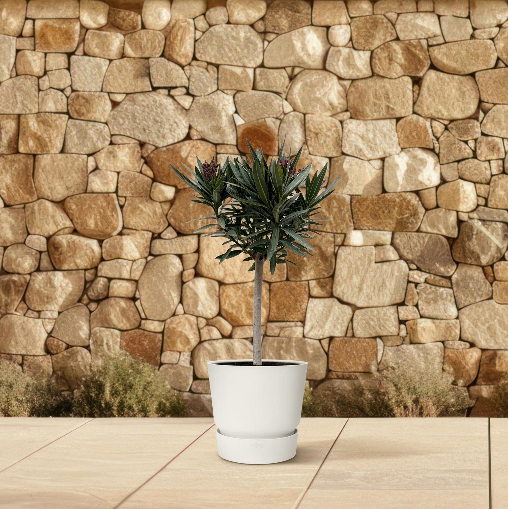Nerium oleander auf Stamm mit rosa Blüte – 90 cm – Ø22 - Botanic-Vibes