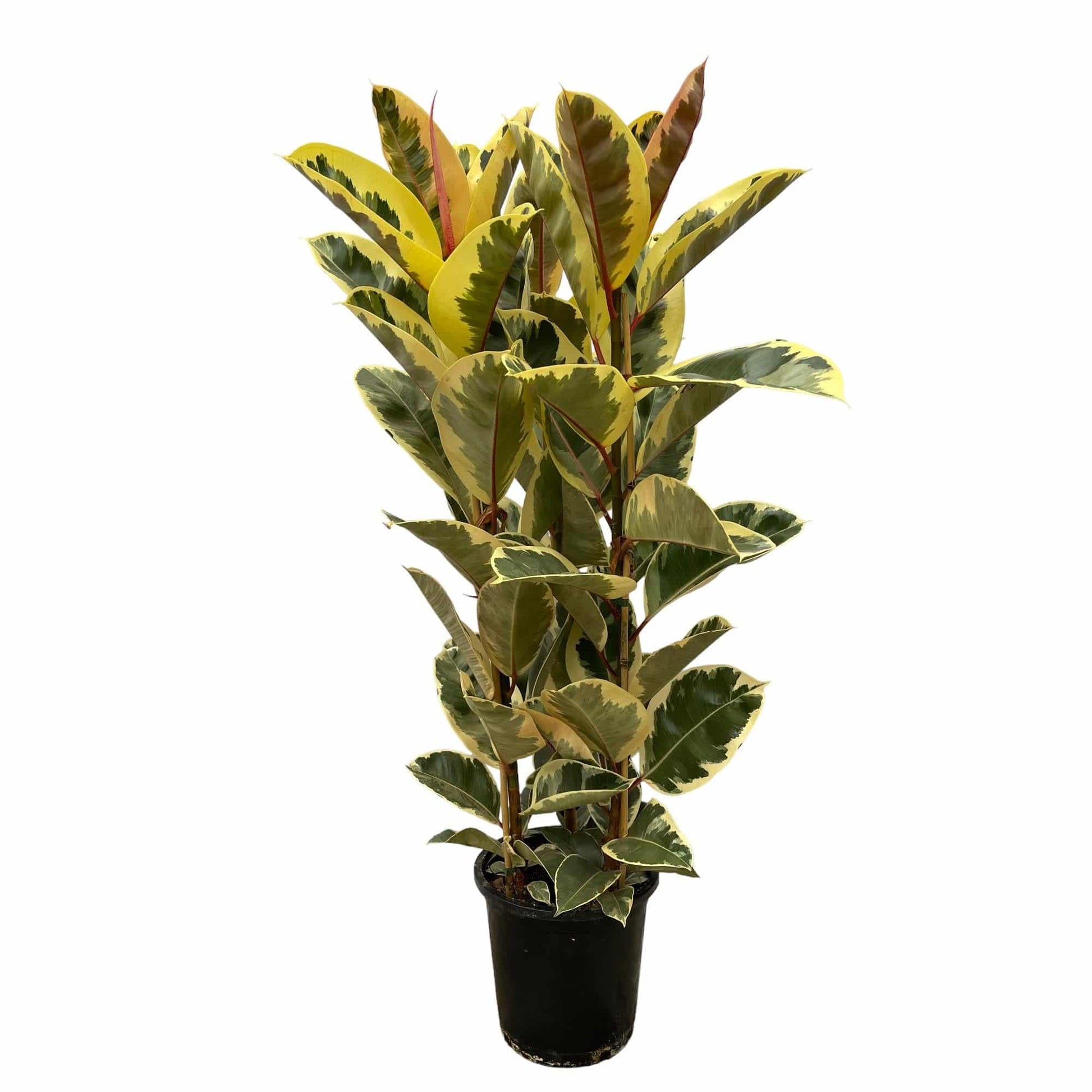 Ficus elastica 'Tineke' Strauch – 160 cm – Ø28 - Botanic-Vibes