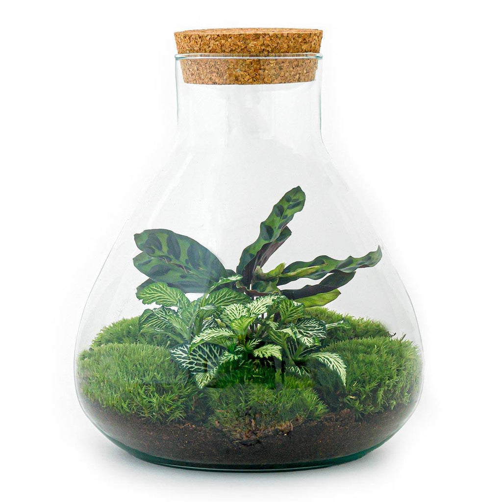 DIY-Terrarium „Sammie“ – 27 cm - Botanic-Vibes