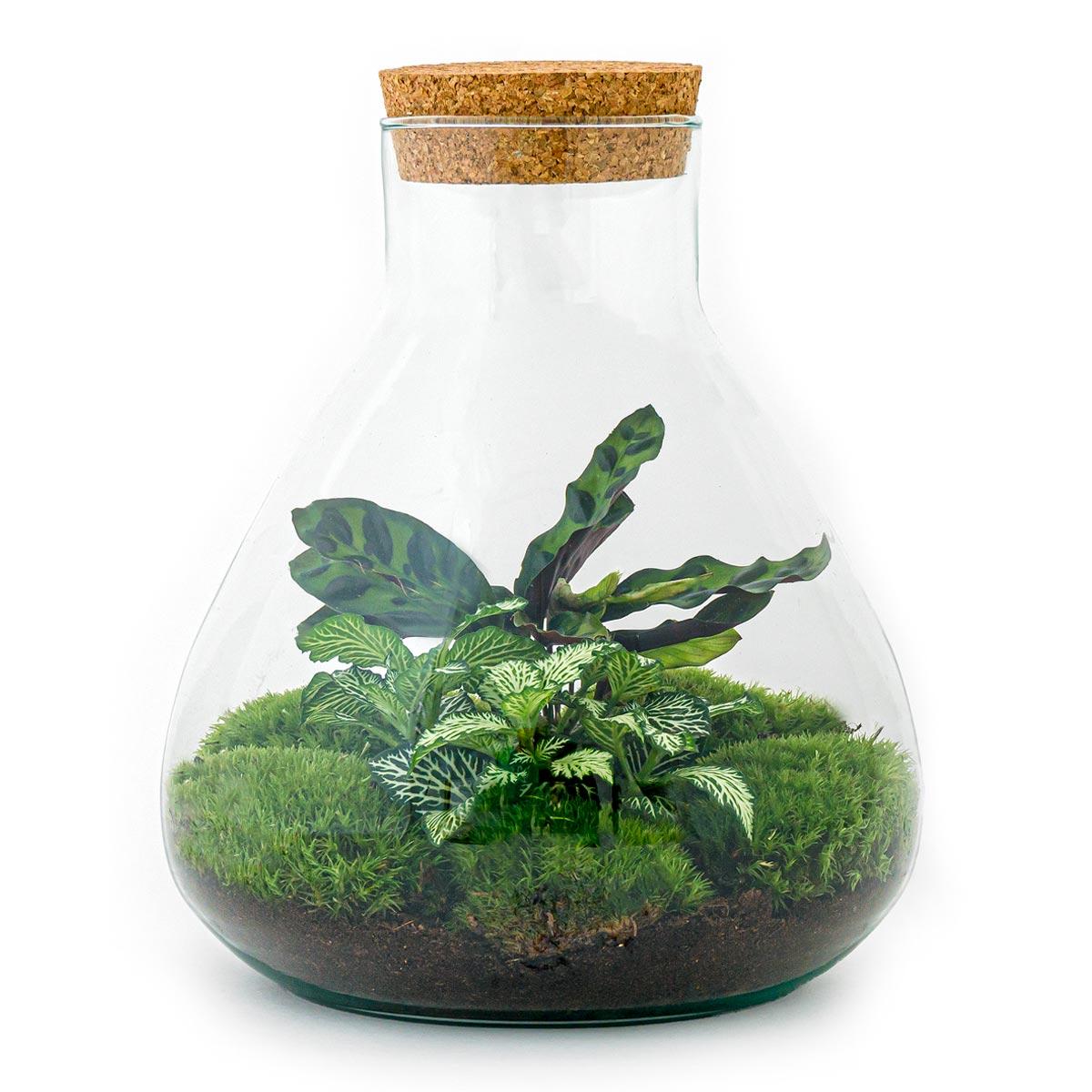 DIY-Terrarium „Sammie“ – 27 cm