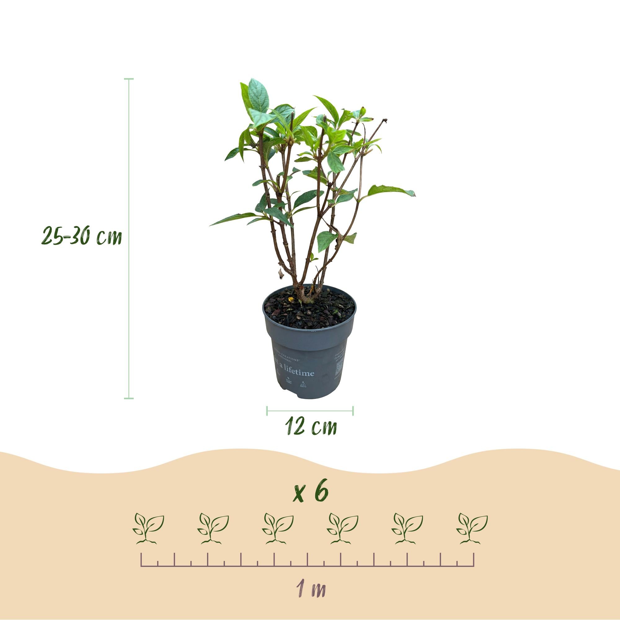 Hydrangea panniculata Living Rosa & Rose, Rispenhortensie, Winterhart, Rosa, 1 Pflanze, Topf 12 cm, 20-30 cm