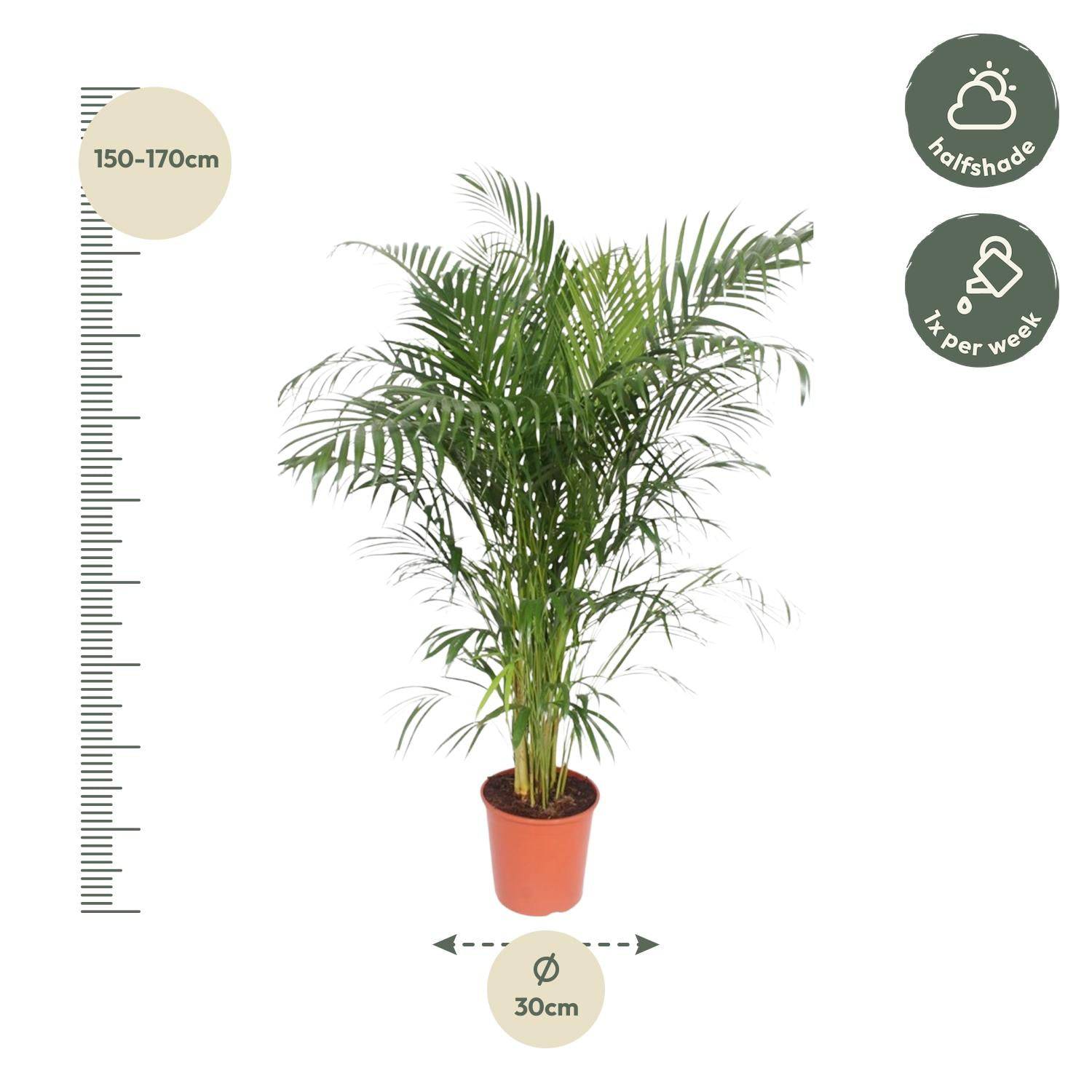 Dypsis lutescens (Areca-Palme) – 150 cm – Ø30 - Botanic-Vibes
