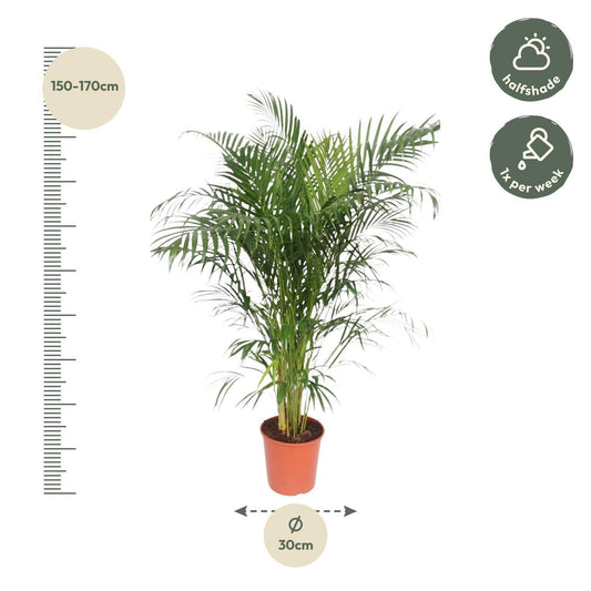 Dypsis lutescens (Areca-Palme) – 150 cm – Ø30 - Botanic-Vibes