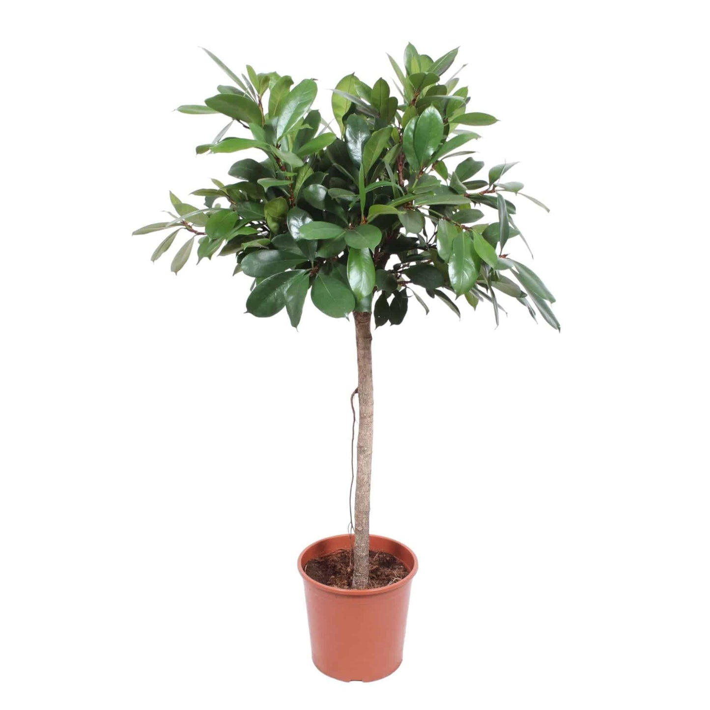 Ficus cyathistipula Baum – 150 cm – Ø30 - Botanic-Vibes
