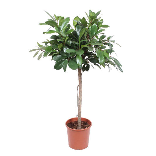 Ficus cyathistipula Baum – 150 cm – Ø30 - Botanic-Vibes