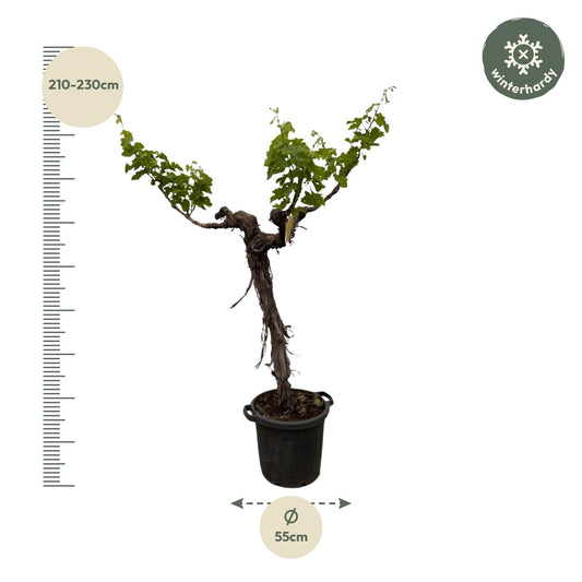 Weinbaum (Vitis vinifera) verzweigter Stamm – 220 cm – Ø55