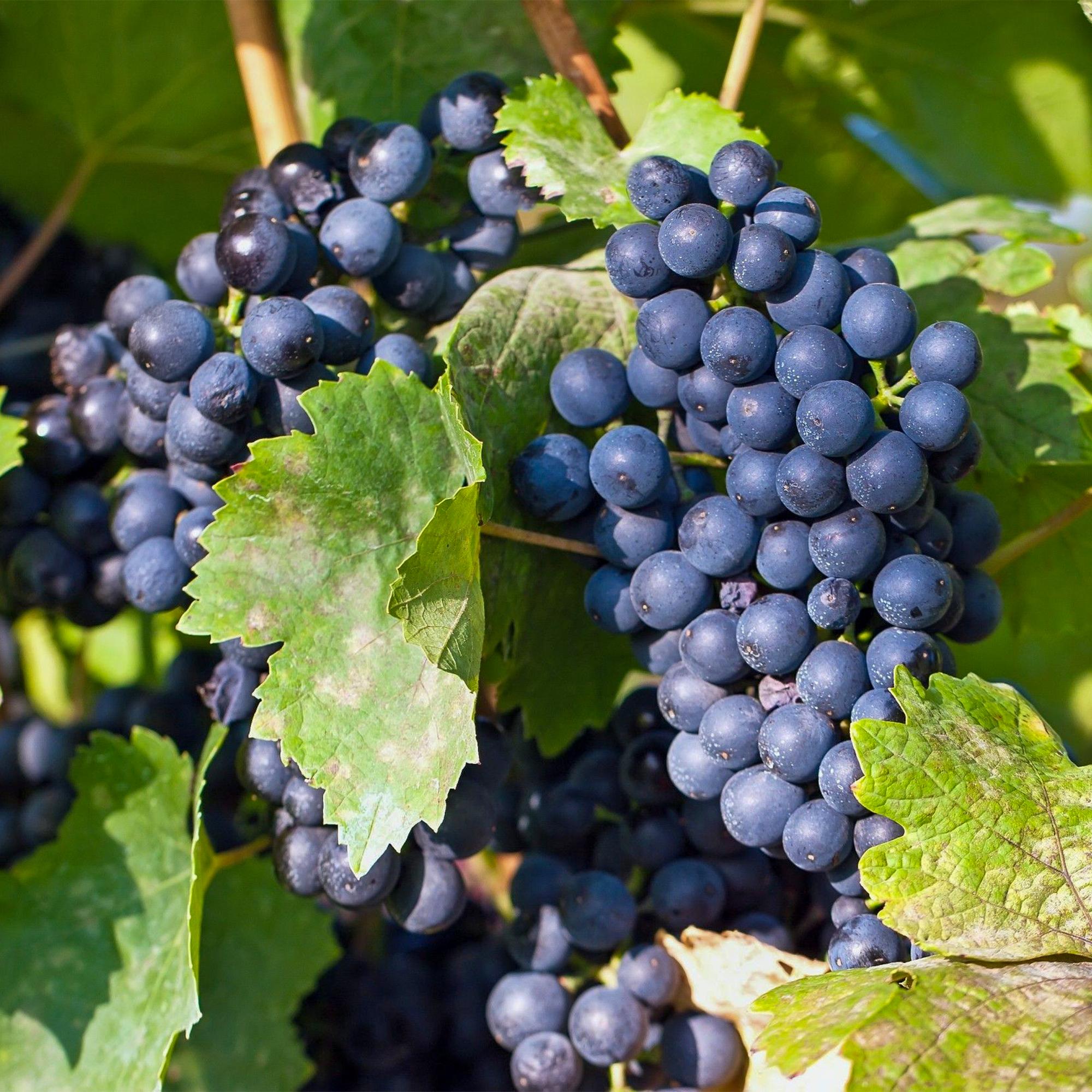 Obstpflanze, Vitis vinifera Regent, Weinrebe, Veredelt, Blaue Traube, 2 Pflanzen, Topf 15 cm, 50 cm