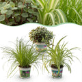 Green boutiQ, Zimmerpflanze, Cyperus, Calissia, Chlorophytum, Mix aus 3, Haustierfreundliche Pflanzen, Grün, Topf 12cm, Höhe 20cm
