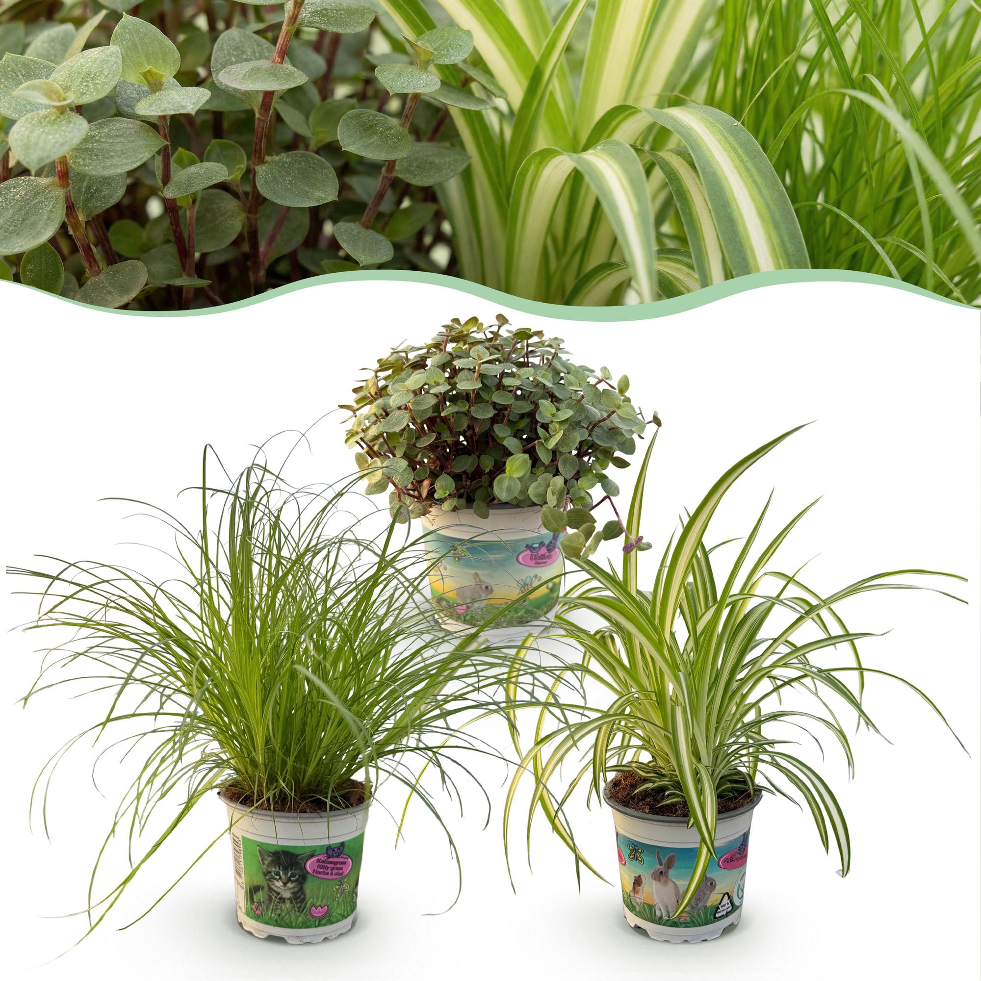 Green boutiQ, Zimmerpflanze, Cyperus, Calissia, Chlorophytum, Mix aus 3, Haustierfreundliche Pflanzen, Grün, Topf 12cm, Höhe 20cm