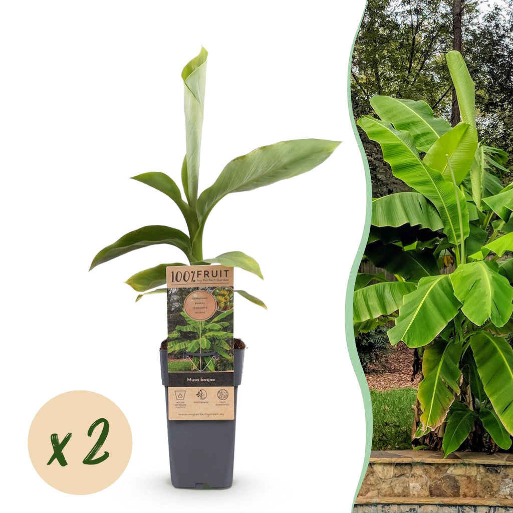 Obstpflanze, Musa Basjoo, Bananenbaum, Winterhart, Grün, 2 Pflanzen, Topf 15 cm, 50 cm