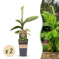 Obstpflanze, Musa Basjoo, Bananenbaum, Winterhart, Grün, 2 Pflanzen, Topf 15 cm, 50 cm