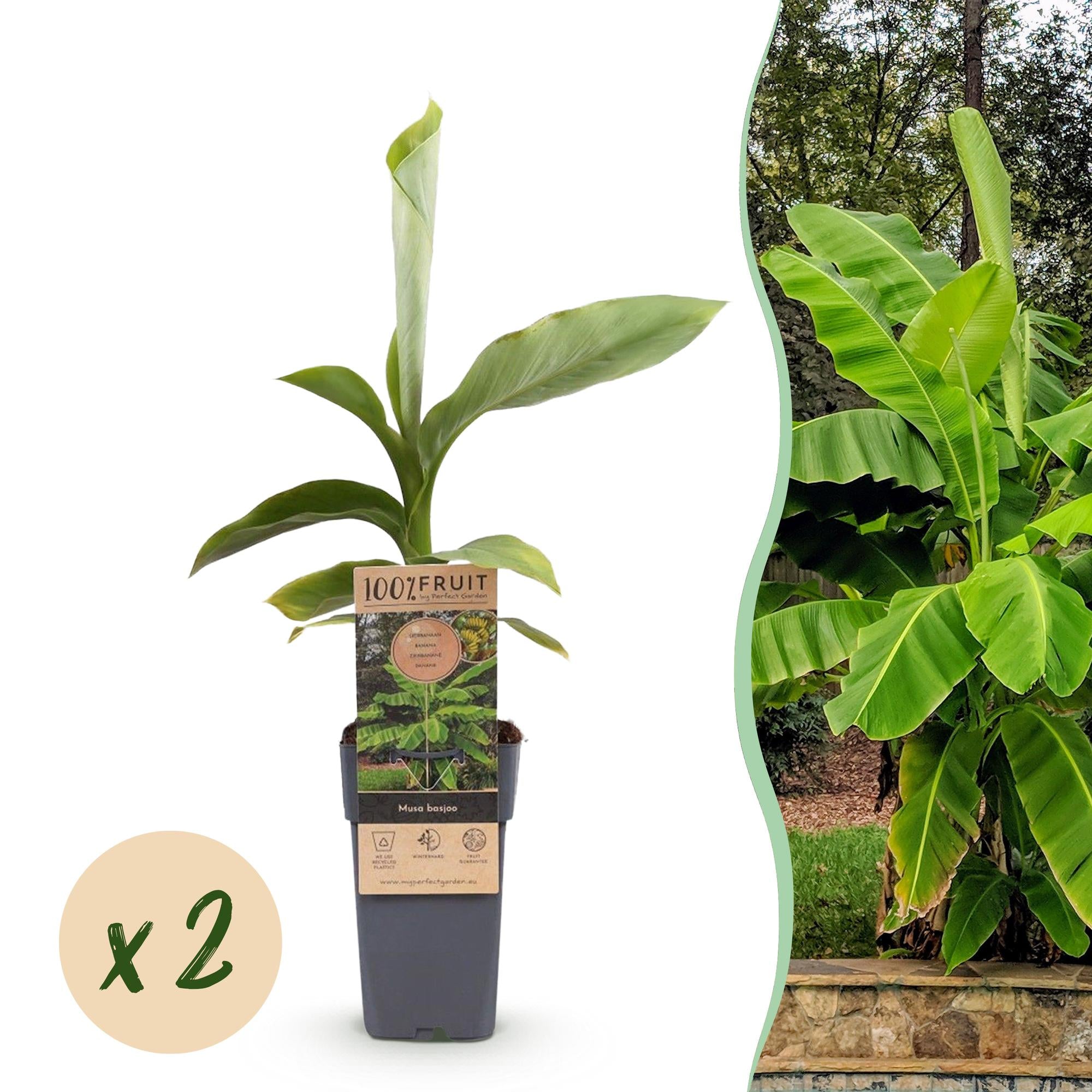 Obstpflanze, Musa Basjoo, Bananenbaum, Winterhart, Grün, 2 Pflanzen, Topf 15 cm, 50 cm