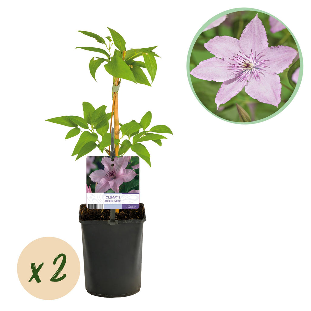 Kletterpflanze, Clematis Hagley Hybrid, Blüte Rosa, Wenig Pflege, 2 Pflanzen, Topf 11 cm 40 cm