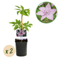 Kletterpflanze, Clematis Hagley Hybrid, Blüte Rosa, Wenig Pflege, 2 Pflanzen, Topf 11 cm 40 cm