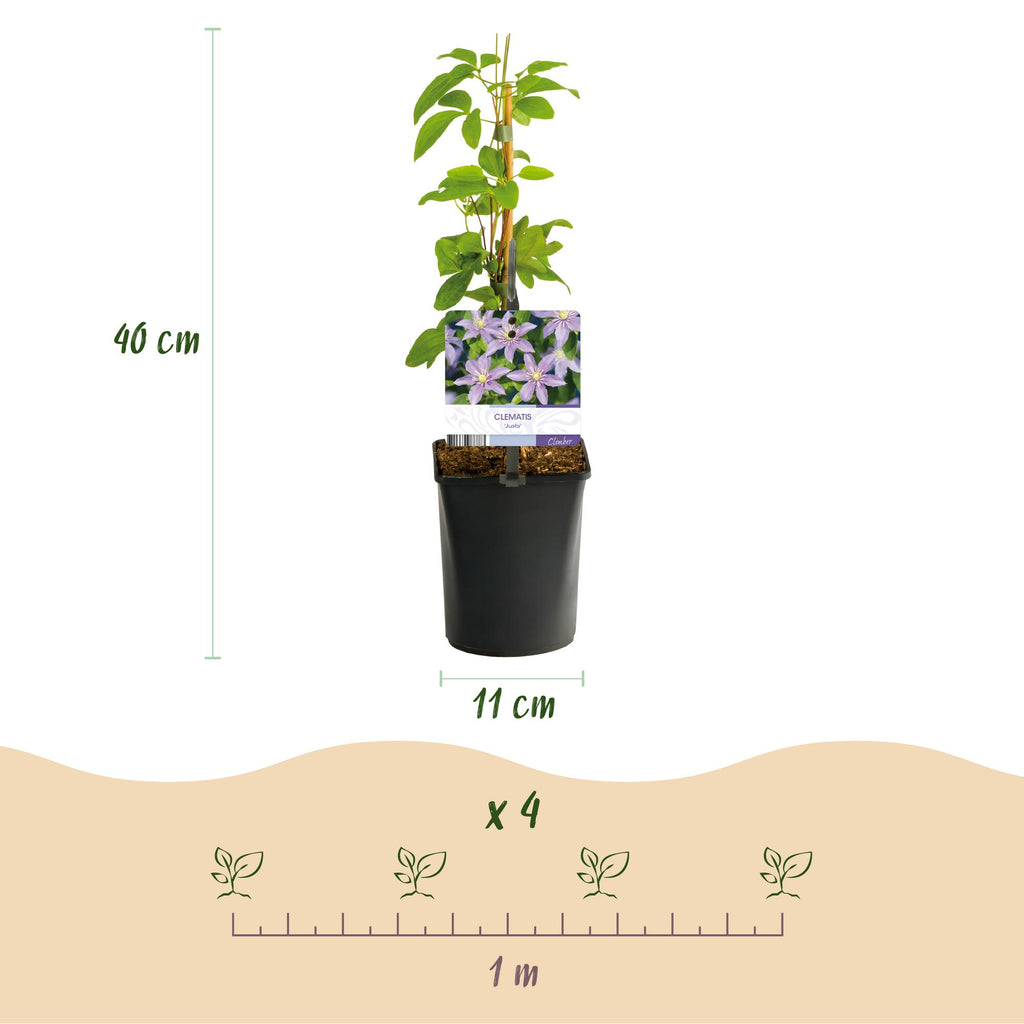 Kletterpflanze, Clematis Justa, Blüte Hellblau, Wenig Pflege, 2 Pflanzen, Topf 11 cm 40 cm