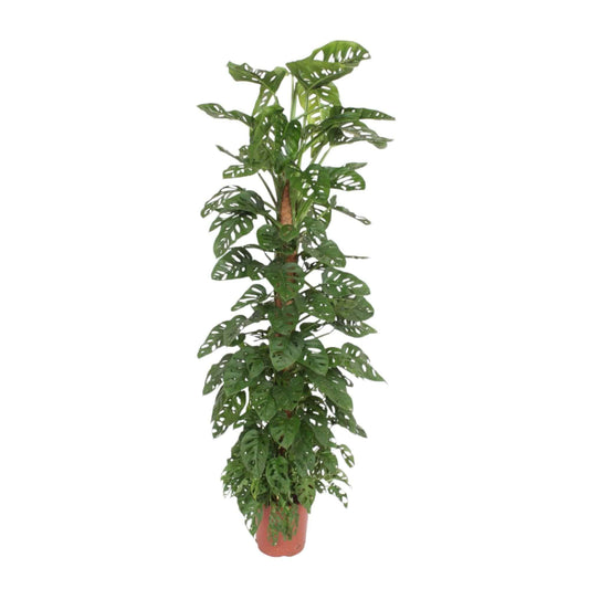 Monstera 'Monkey Leaf' – mit Moosstab – 170 cm – Ø27 - Botanic-Vibes