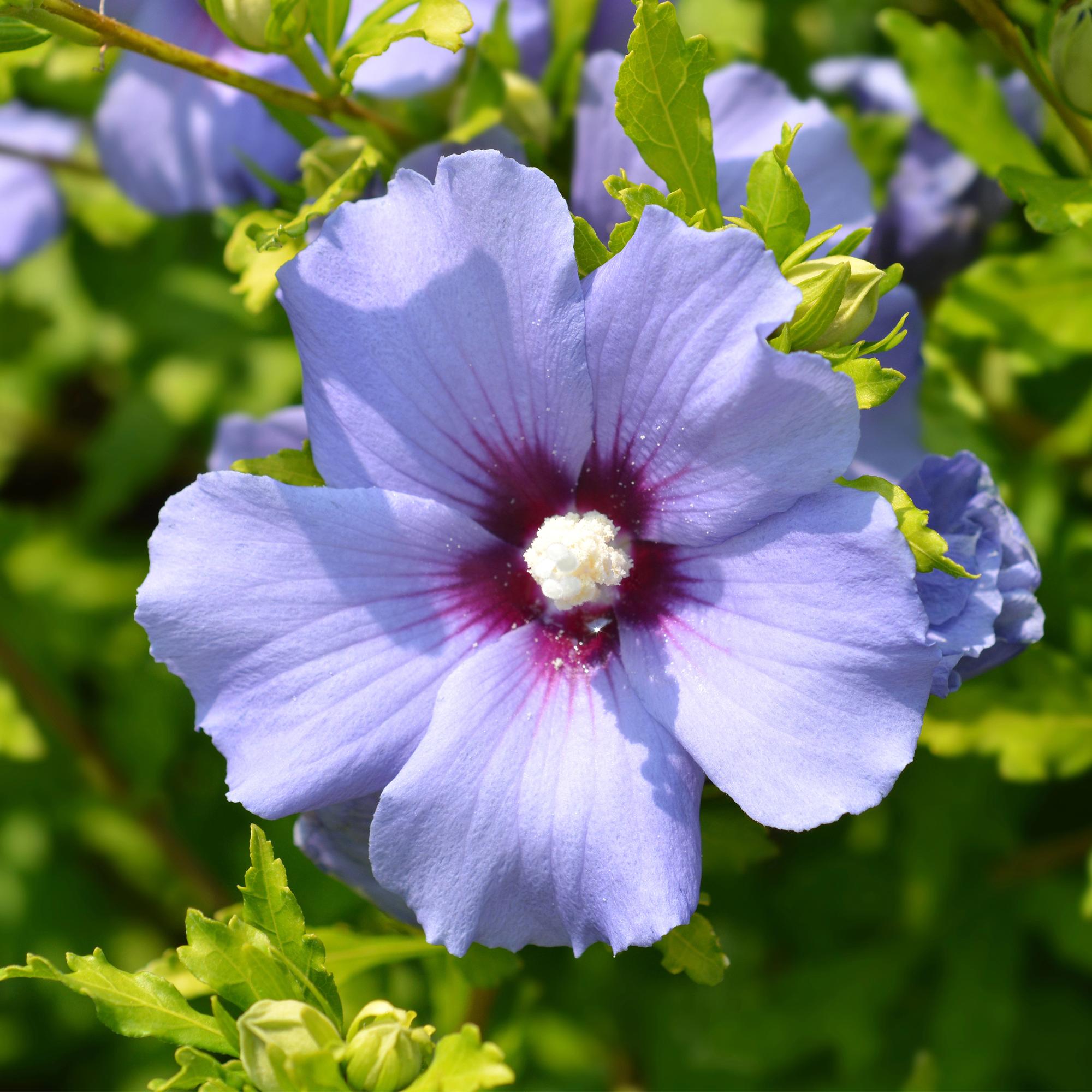 Sträucher, Hibiscus syriacus Oiseau Blau, Blüte Blau, 1 Pflanze, Laubabwerfend, Wenig Pflege, Topf 17 cm 45 cm