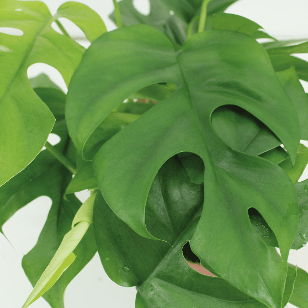 Kokodama Monstera Minima Hang (Lochpflanze), 2 Stücke, Ø15 cm, 25 cm