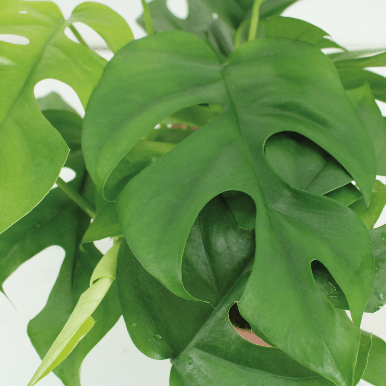 Kokodama Monstera Minima Hang (Lochpflanze), 2 Stücke, Ø15 cm, 25 cm