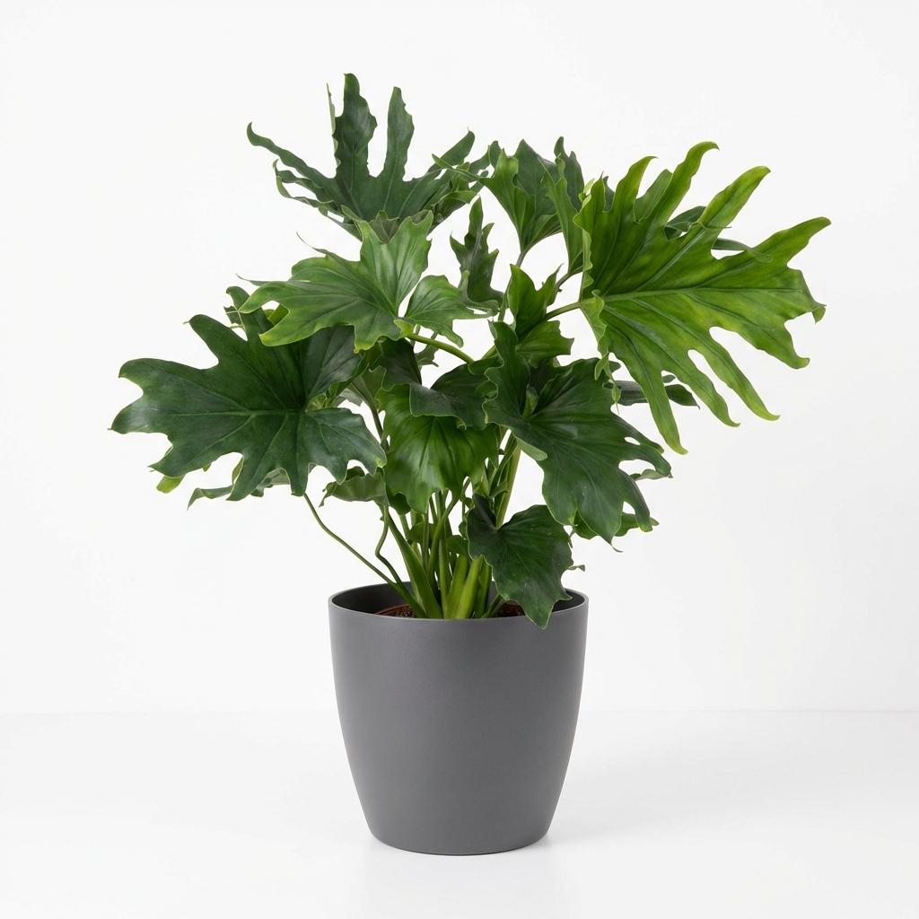 Philodendron, Philodendron Lickety Split, Grün, Pflegeleicht, 1 Pflanze, mit Topf Grau, Topf 19 cm, 70 cm