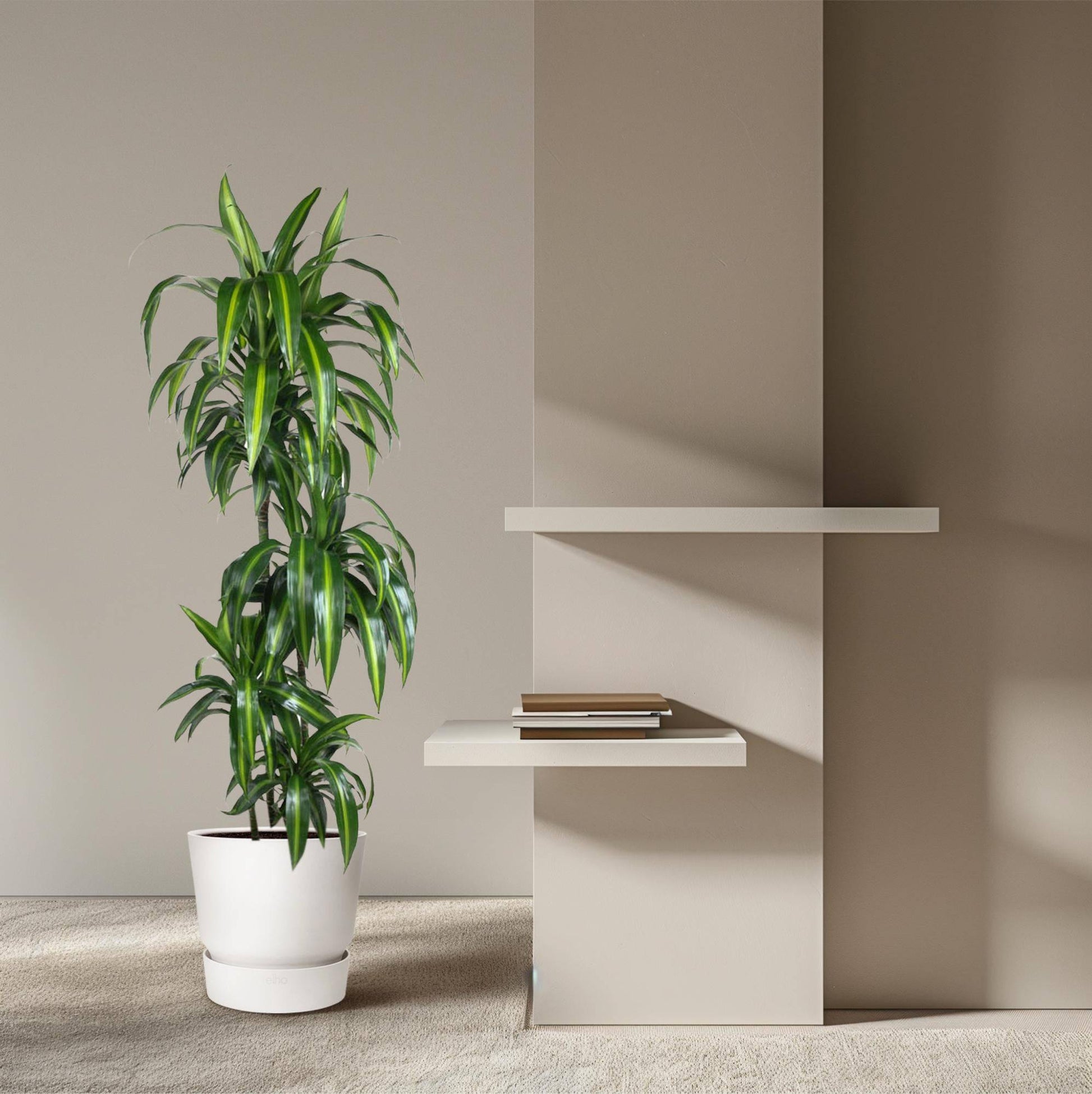 Dracaena hawaiiana – 180 cm – ø24 - Botanic-Vibes