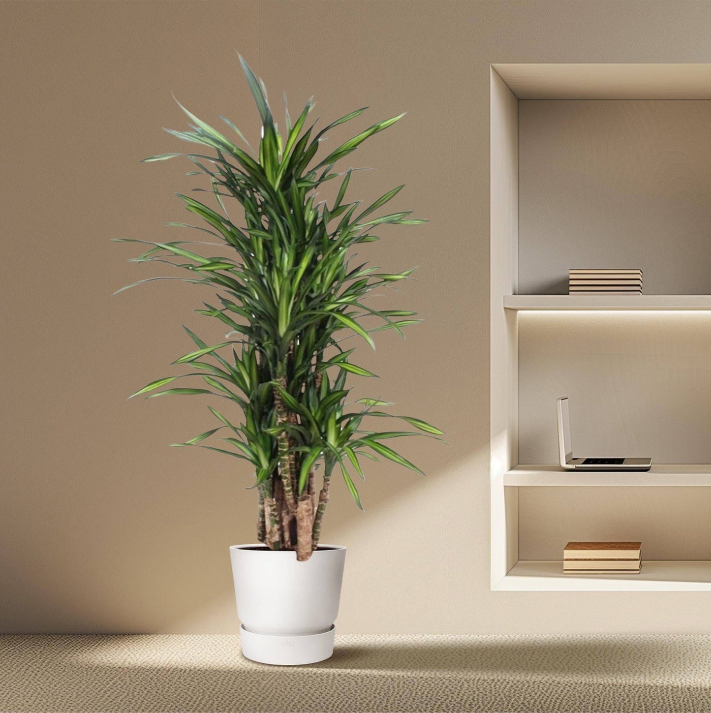 Dracaena Riki – 140 cm – Ø30 - Botanic-Vibes