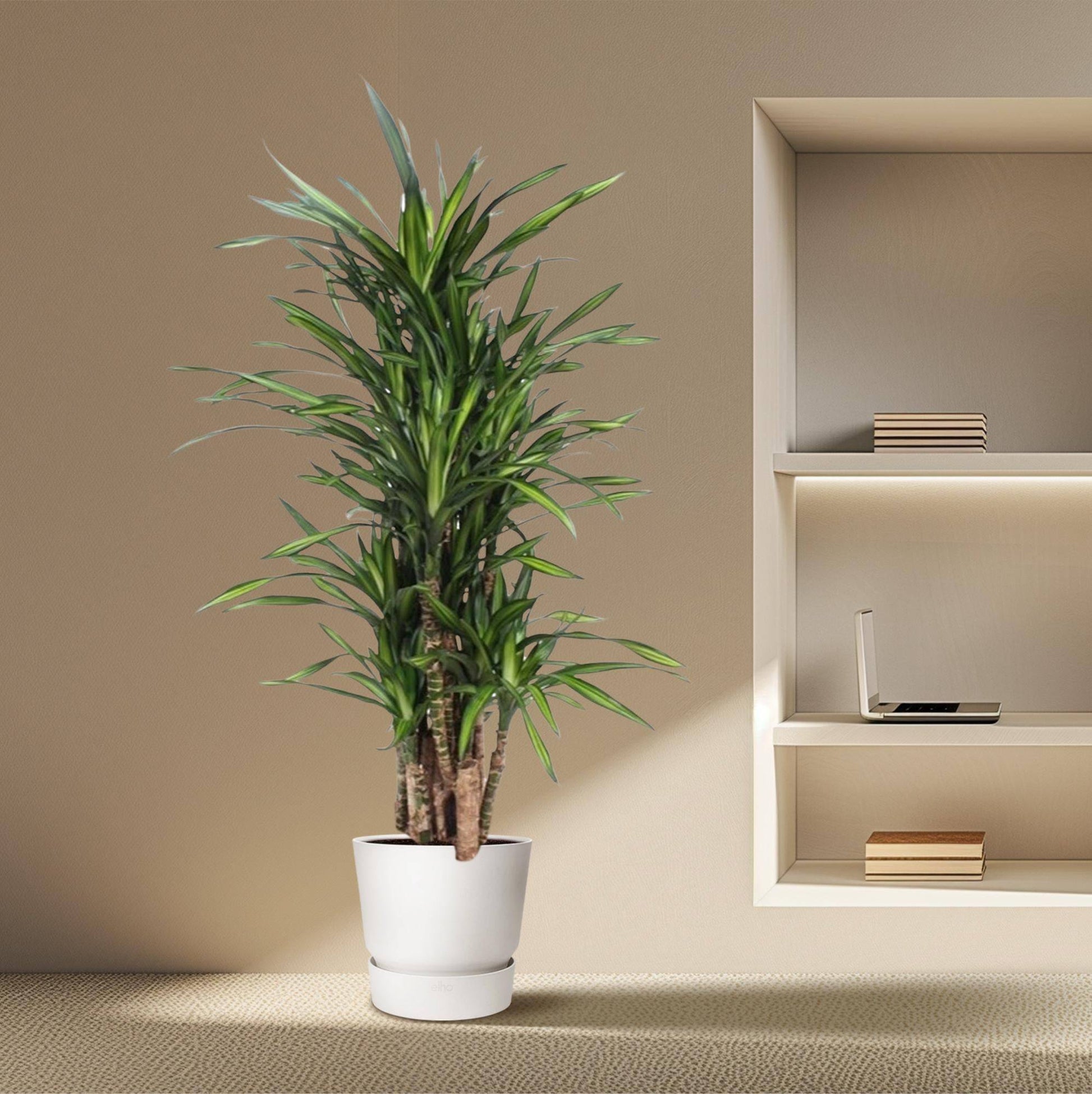 Dracaena Riki – 140 cm – Ø30 - Botanic-Vibes