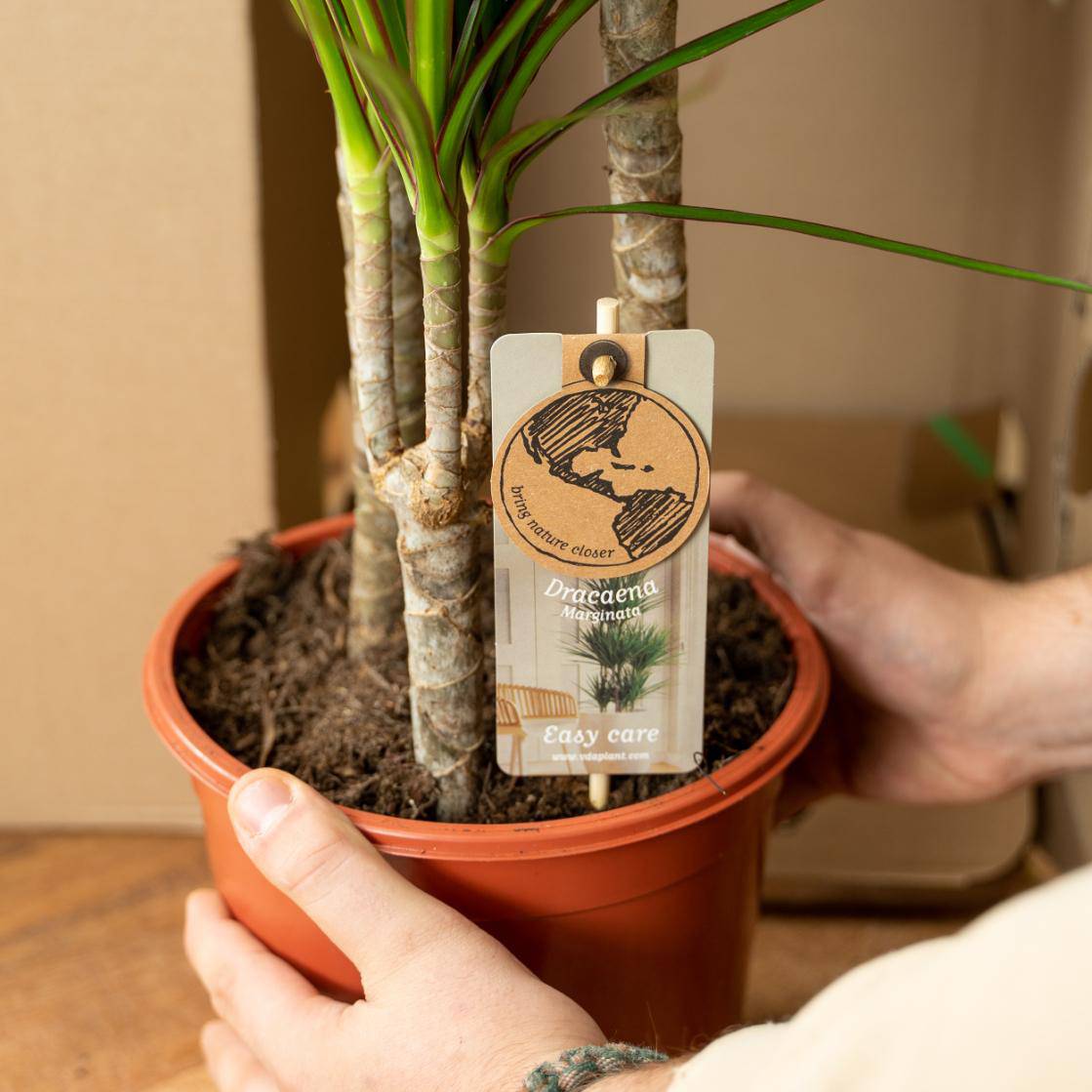 2× Dracaena – 60 cm – Ø14 - Botanic-Vibes