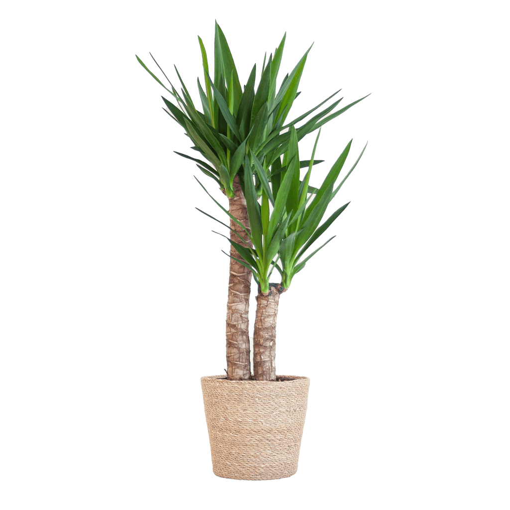 Yucca Elephantipes mit Sofia-Korb natur - 90cm - Ø21 - Botanic-Vibes