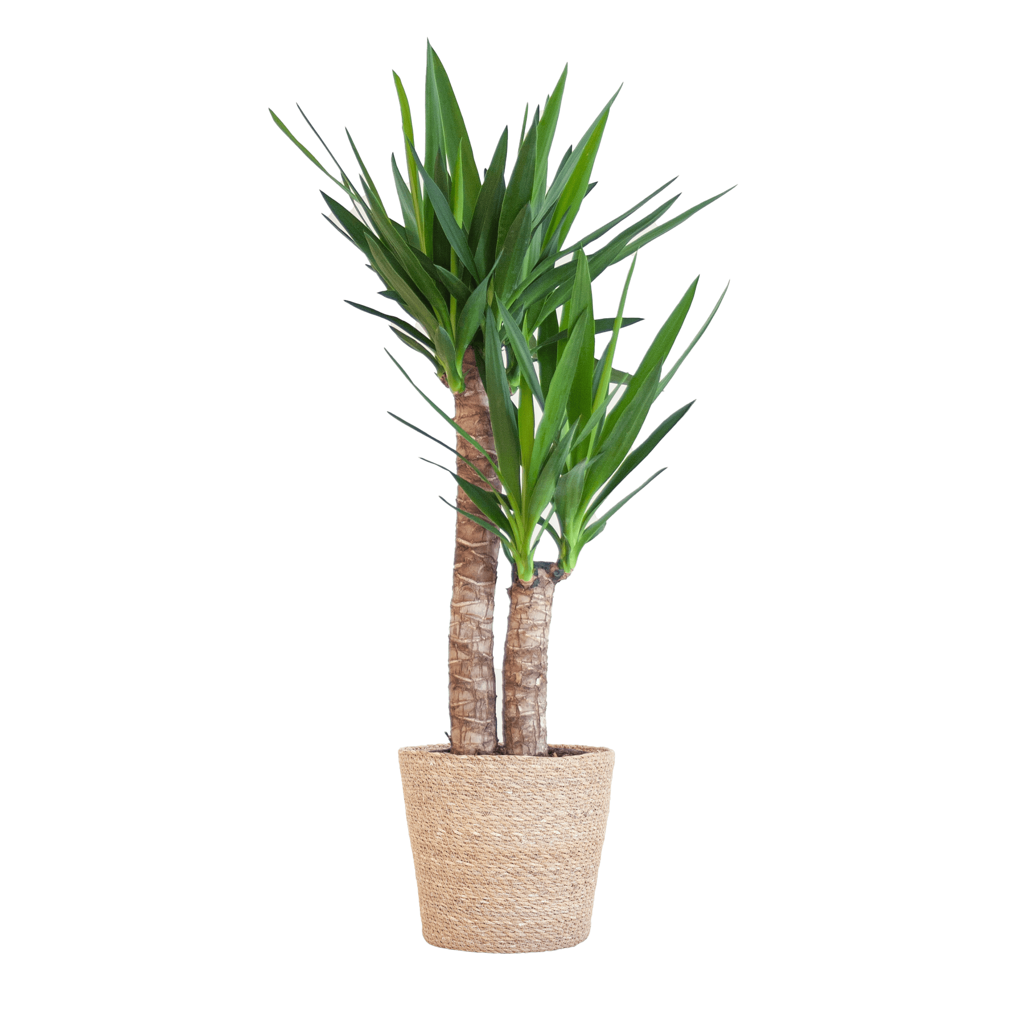 Yucca Elephantipes mit Sofia-Korb natur - 90cm - Ø21 - Botanic-Vibes