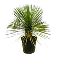 Yucca Rostrata op stam – 70 cm – Ø27 - Botanic-Vibes