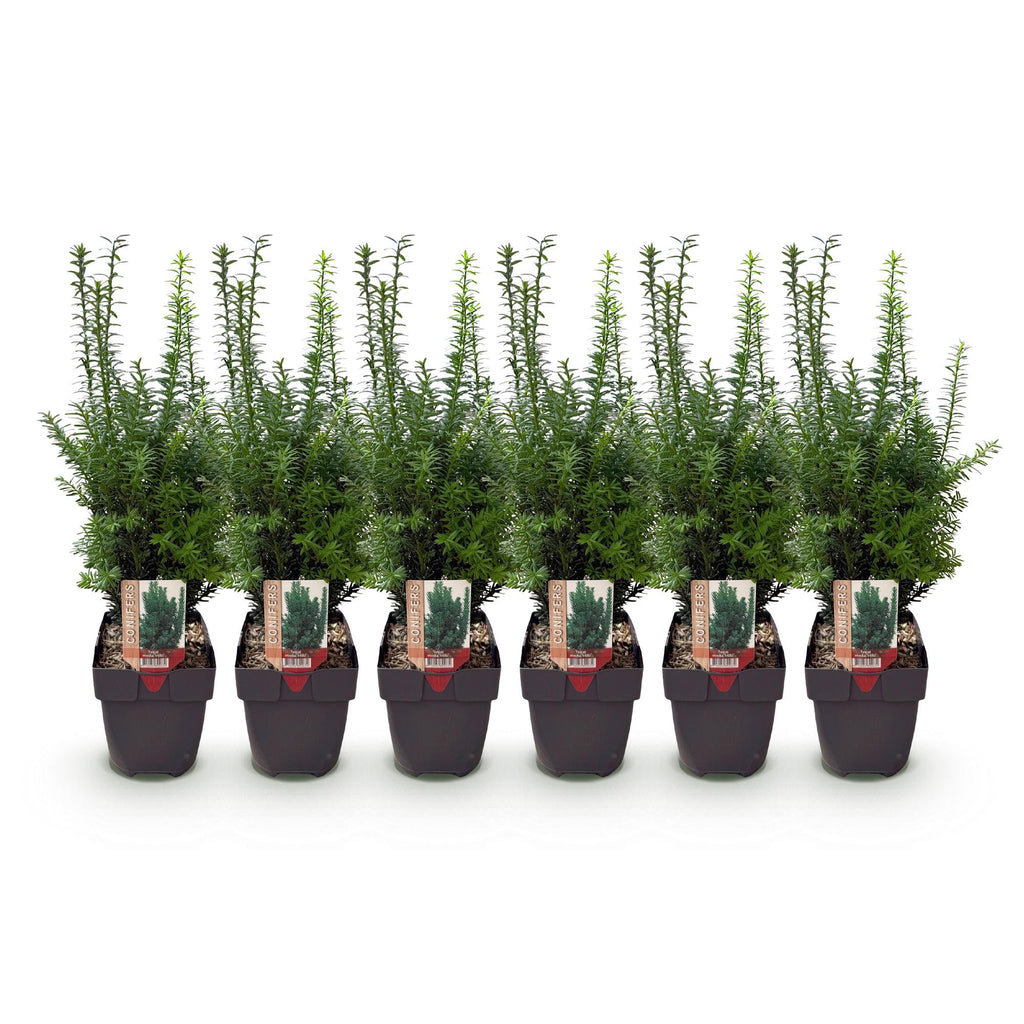 Heckenpflanzen, Taxus media Hilii, Blatt grün, 6 Pflanzen, 1 laufender Meter, immergrün, Topf 17 cm 60 cm