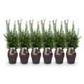 Heckenpflanzen, Taxus media Hilii, Blatt grün, 6 Pflanzen, 1 laufender Meter, immergrün, Topf 17 cm 60 cm