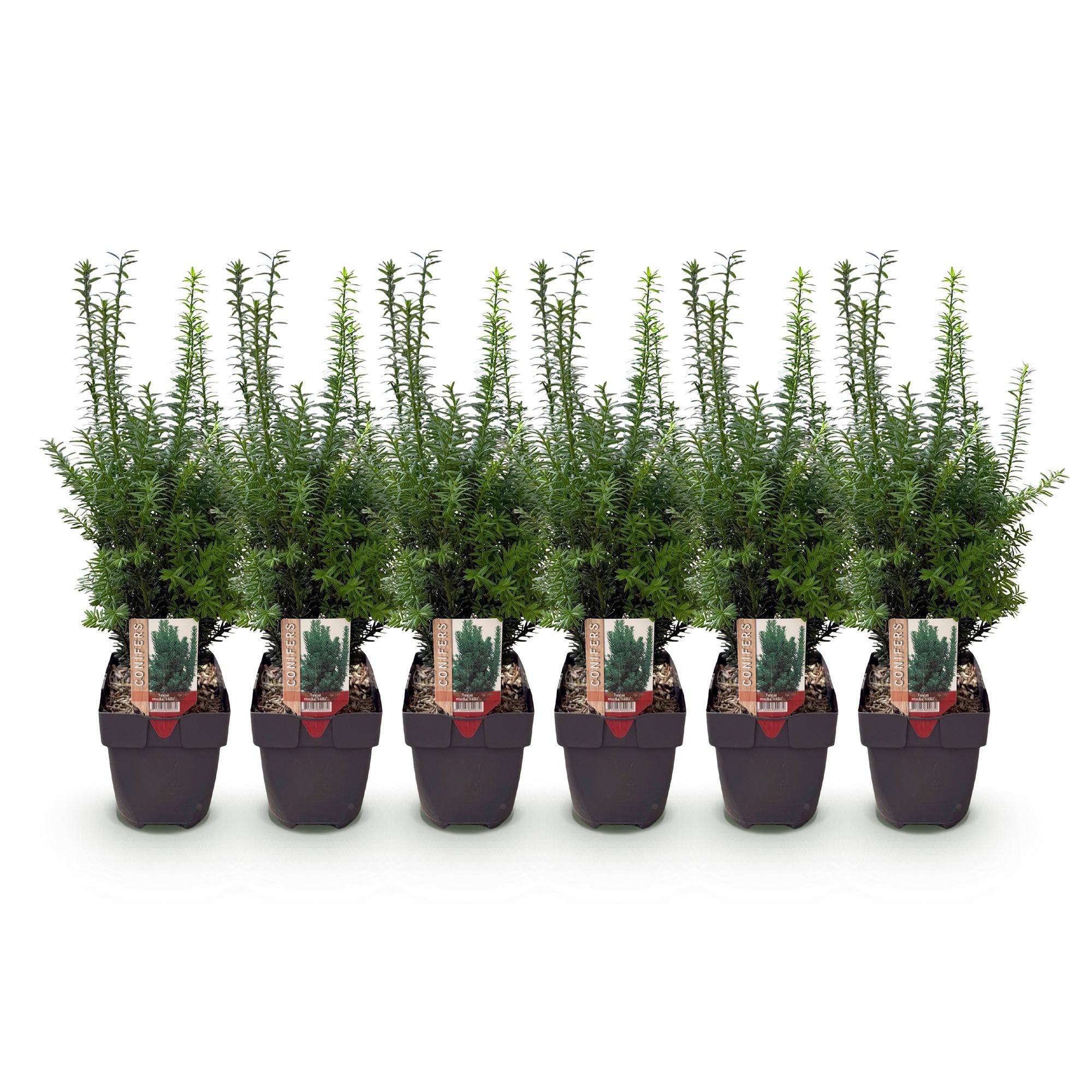 Heckenpflanzen, Taxus media Hilii, Blatt grün, 6 Pflanzen, 1 laufender Meter, immergrün, Topf 17 cm 60 cm