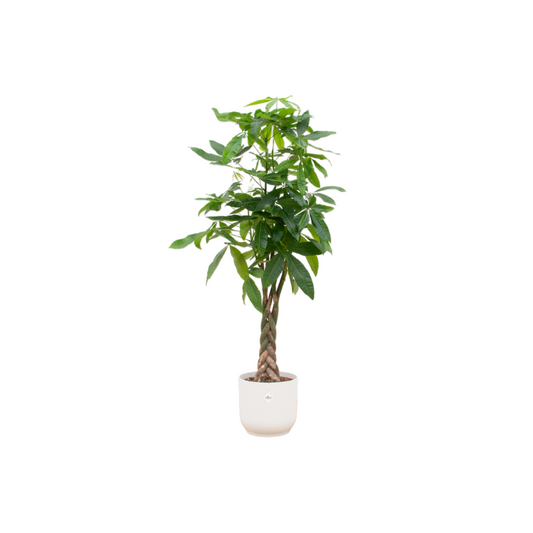 Pachira aquatica inklusive elho Vibes Fold Round weiß – 160 cm – Ø30