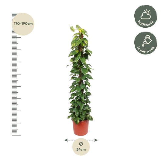Epipremnum aureum Moosstab – 180 cm – Ø34