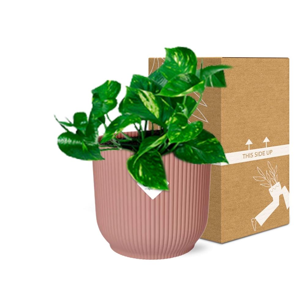 Epipremnum Pinnatum ‘Aureum’ im ELHO Vibes Fold, 14 cm, rosa