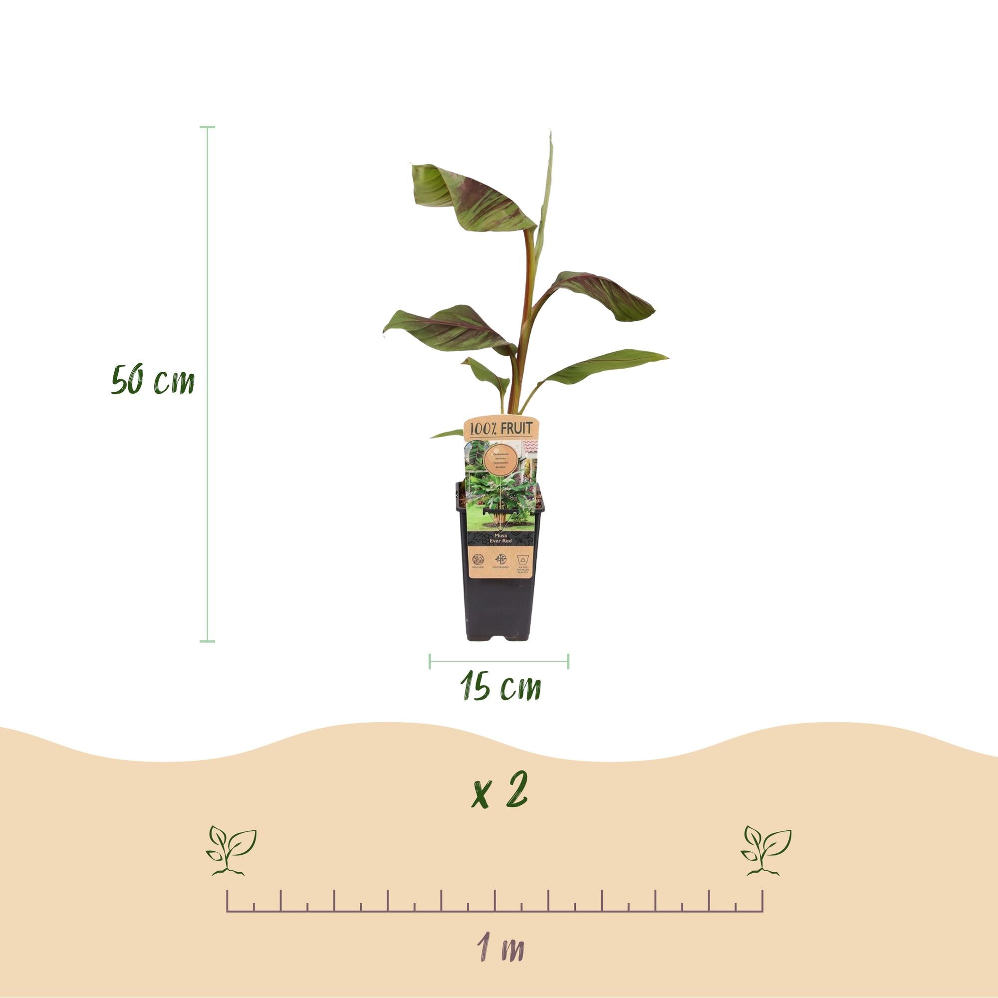 Obstpflanze, Musa Ever Rot, Bananenbaum, Winterhart, Grün-Rot, 2 Pflanzen, Topf 15 cm, 50 cm