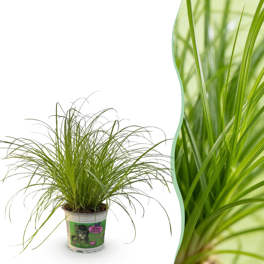 Green boutiQ, Zimmerpflanze, Cyperus alternifolius Zumula, Katzenpflanze, Haustierfreundliche Pflanze, Grün, Topf 12cm, Höhe 20cm