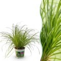 Green boutiQ, Zimmerpflanze, Cyperus alternifolius Zumula, Katzenpflanze, Haustierfreundliche Pflanze, Grün, Topf 12cm, Höhe 20cm
