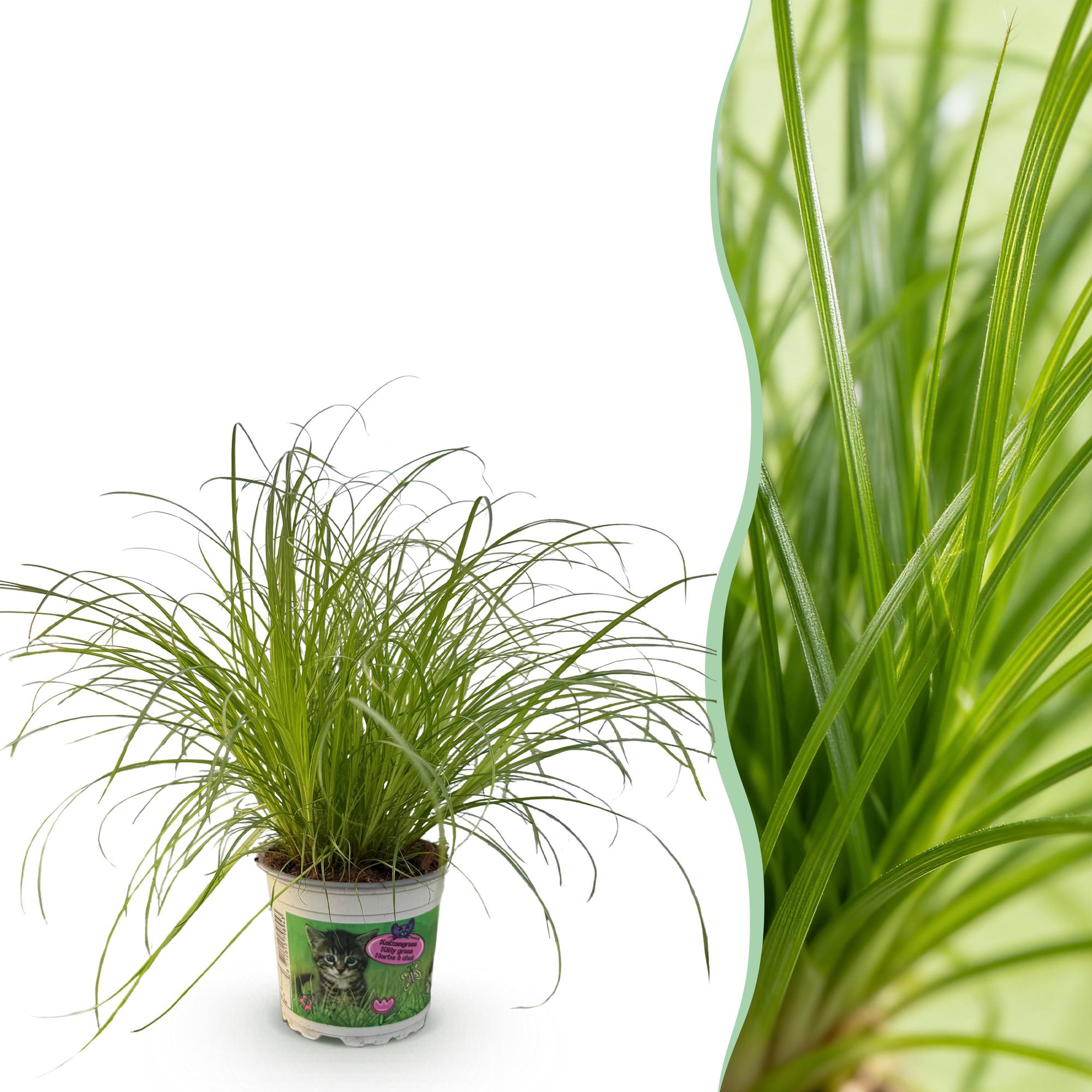 Green boutiQ, Zimmerpflanze, Cyperus alternifolius Zumula, Katzenpflanze, Haustierfreundliche Pflanze, Grün, Topf 12cm, Höhe 20cm