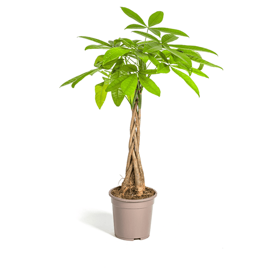 Pachira Aquatica Ø19cm - ↕70 - 90cm - Botanic-Vibes