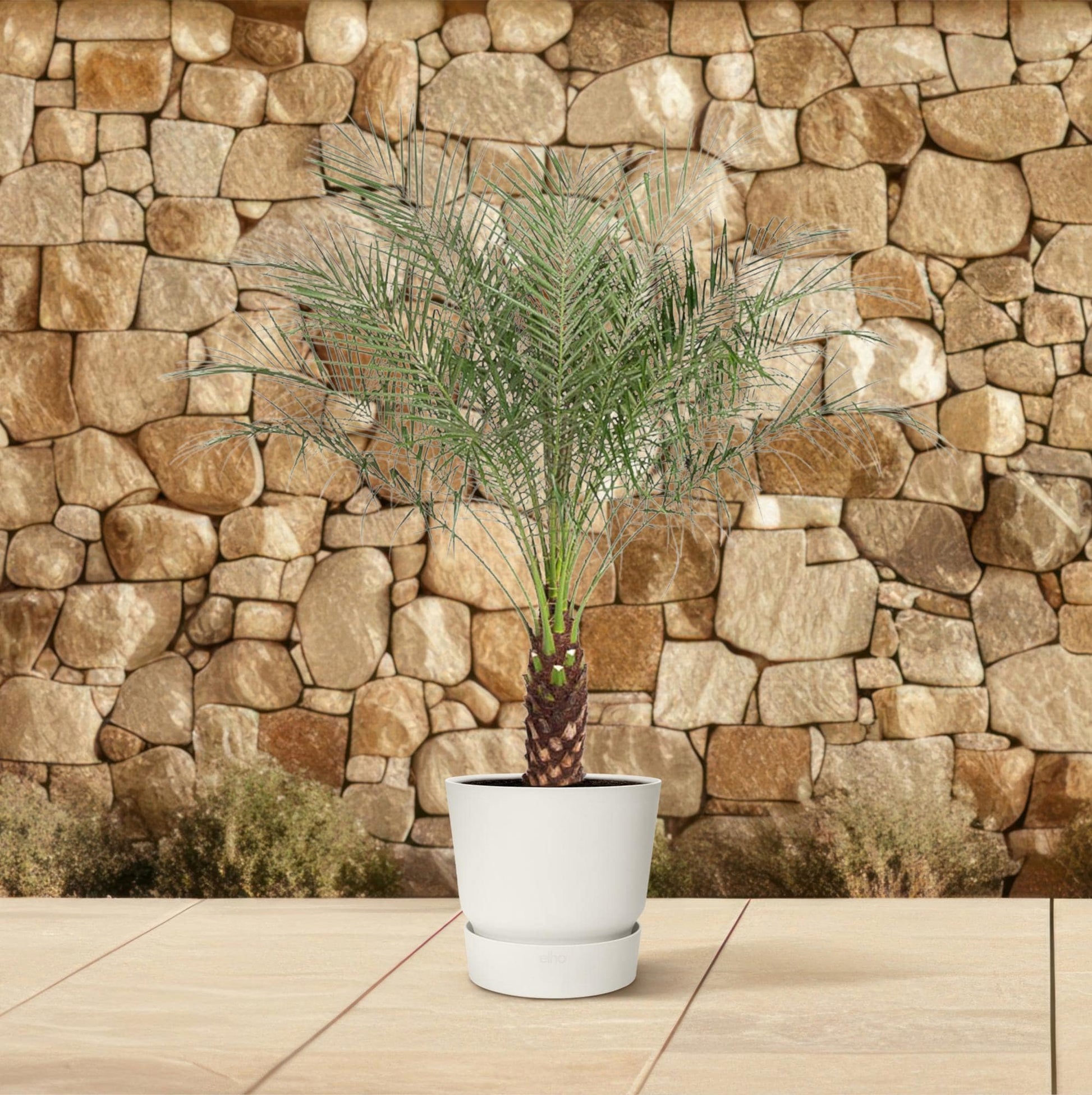 Phoenix roebelenii – 190 cm – Ø40 - Botanic-Vibes