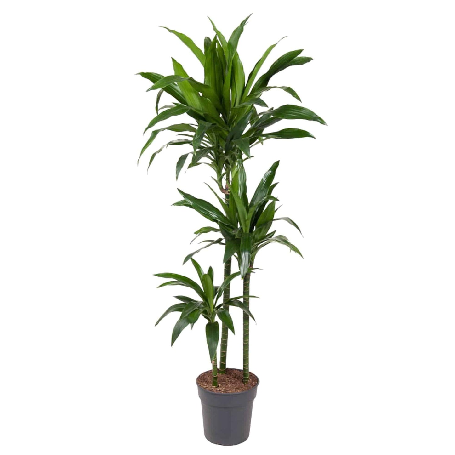 Dracaena janet craig – 150 cm – ø24 - Botanic-Vibes