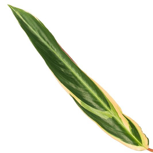 Calathea Triostar (Stromanthe) – 70 cm – ø19 - Botanic-Vibes