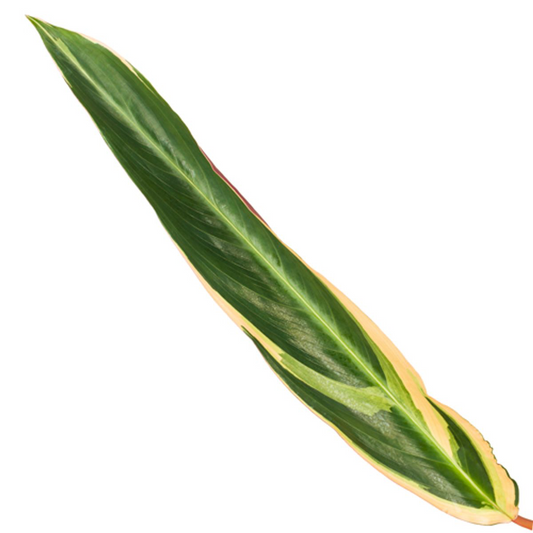 Calathea Triostar (Stromanthe) – 70 cm – ø19